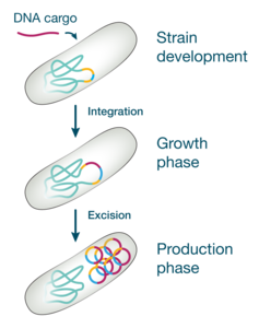 Plasmid-POP scheme